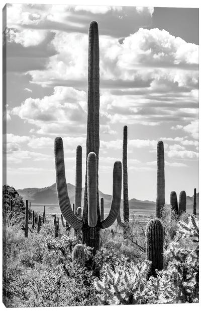 Black Arizona Series - Giant Saguano Cactus Canvas Art Print - Philippe Hugonnard