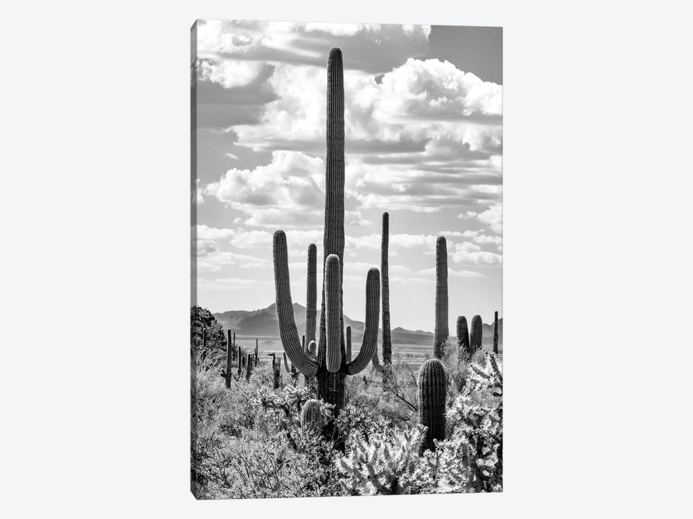 Black Arizona Series - Giant Saguano Cactus by Philippe Hugonnard 1-piece Canvas Print