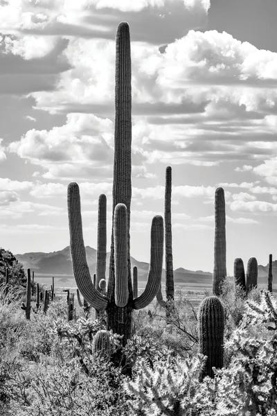 Arizona: Black Arizona Series - Giant Saguano Cactus by Philippe Hugonnard