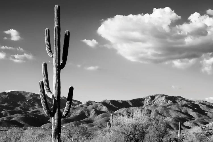 Black Arizona Series - Saguaro Cactus Sunrise