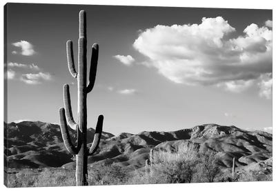 Black Arizona Series - Saguaro Cactus Sunrise Canvas Art Print - Saguaro National Park Art
