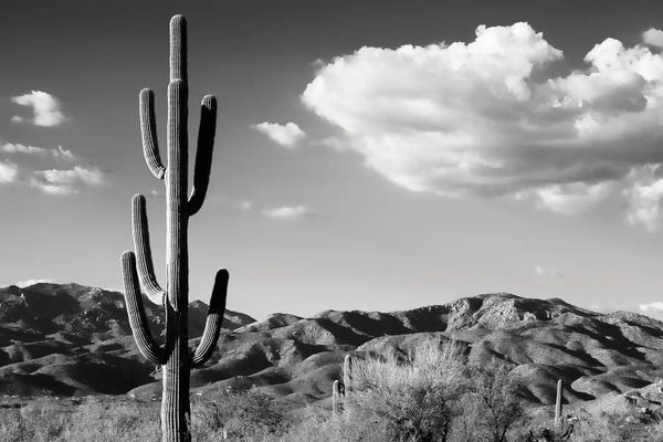 Saguaro National Park: Saguaro Cactus Sunrise by Philippe Hugonnard