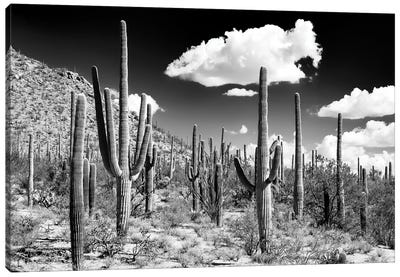 Black Arizona Series - Cactus Forest Canvas Art Print - All Black Collection