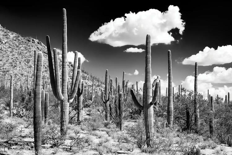 Black Arizona Series - Cactus Forest