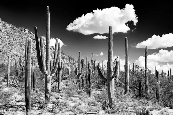 Arizona: Cactus Forest by Philippe Hugonnard