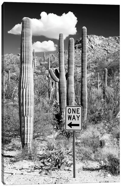 Black Arizona Series - Cactus One Way Canvas Art Print
