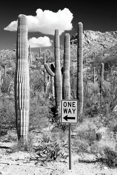 Arizona: Cactus One Way by Philippe Hugonnard