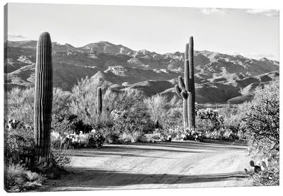 Black Arizona Series - Cactus On The Way Canvas Art Print - All Black Collection