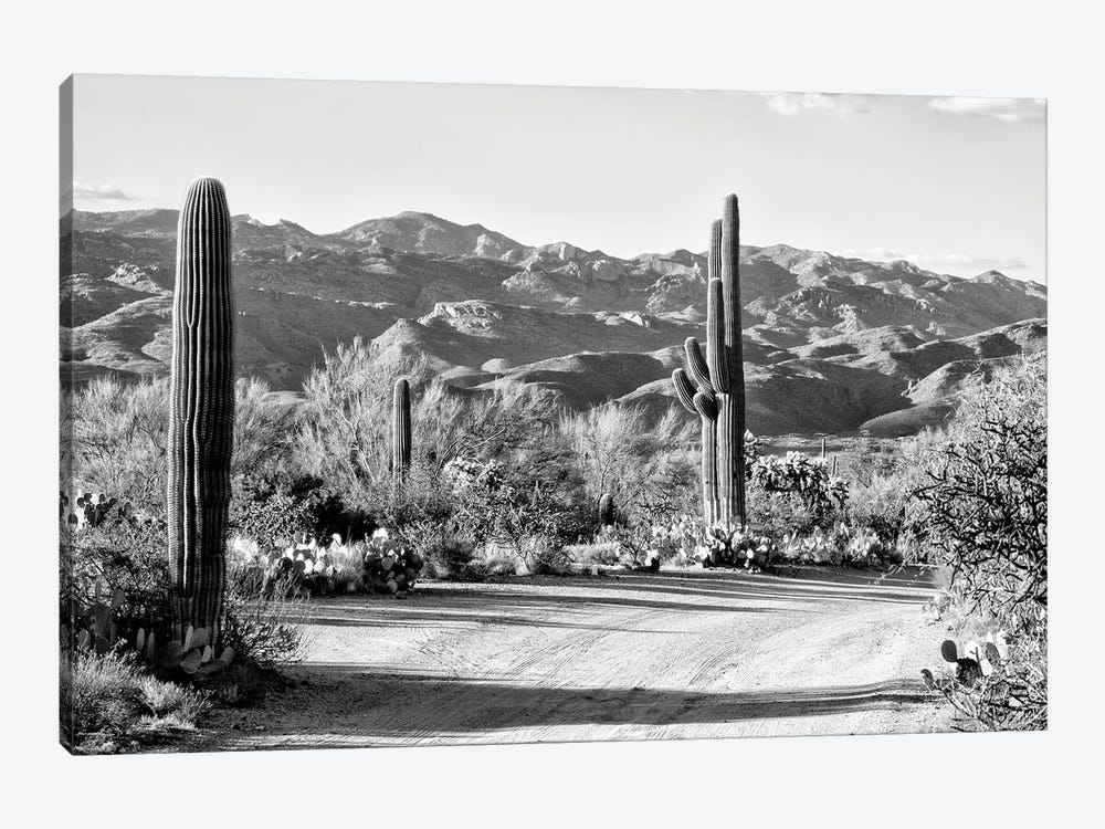 Black Arizona Series - Cactus On The Way by Philippe Hugonnard 1-piece Canvas Art