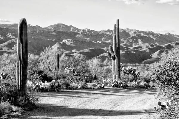 Arizona: Cactus On The Way by Philippe Hugonnard