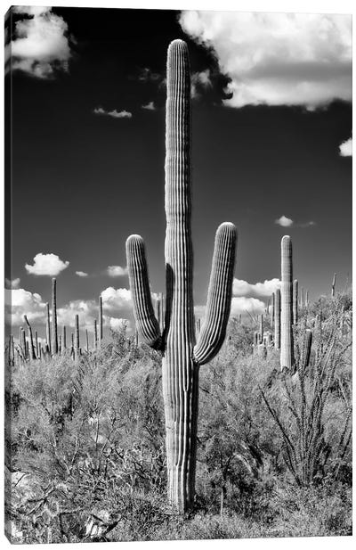 Black Arizona Series - Saguaro Cactus II Canvas Art Print - All Black Collection