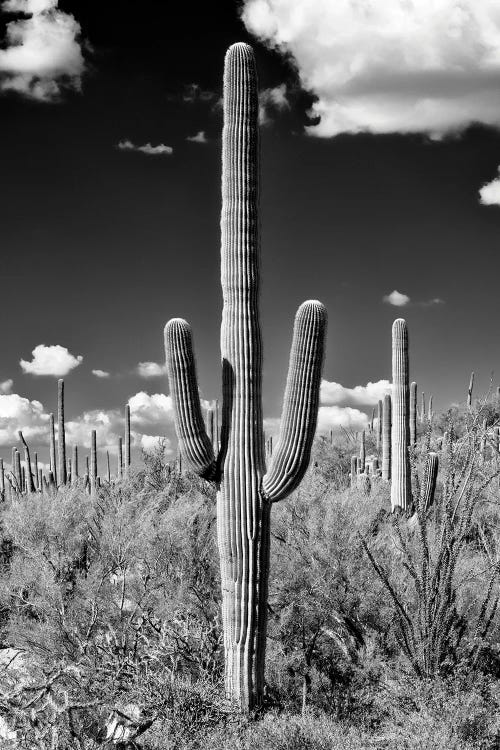 Black Arizona Series - Saguaro Cactus II