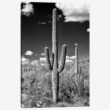 Black Arizona Series - Saguaro Cactus II Canvas Print #PHD1491} by Philippe Hugonnard Canvas Art