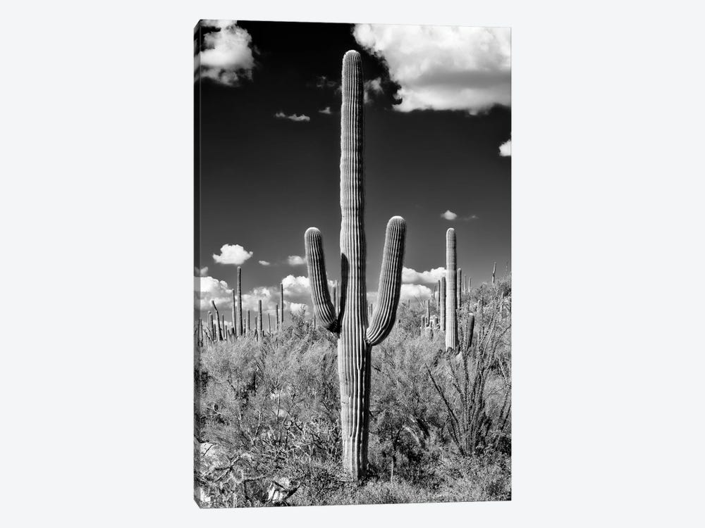 Black Arizona Series - Saguaro Cactus II by Philippe Hugonnard 1-piece Canvas Art Print