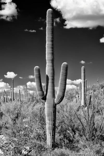 Saguaro National Park: Saguaro Cactus II by Philippe Hugonnard