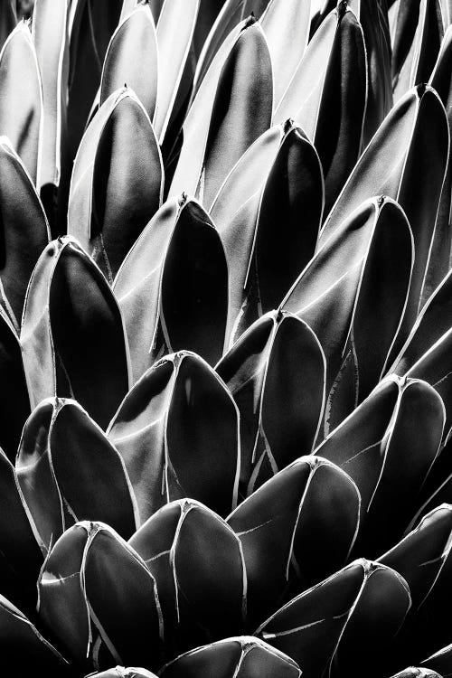 Black Arizona Series - Queen Victoria Agave