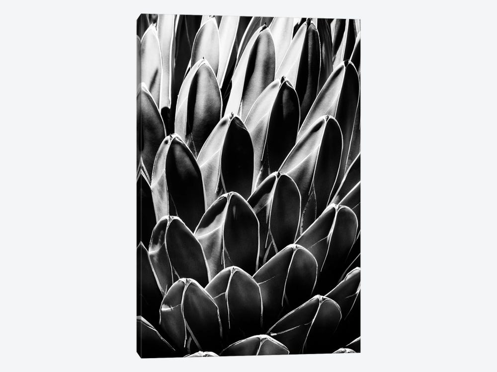 Black Arizona Series - Queen Victoria Agave by Philippe Hugonnard 1-piece Canvas Artwork