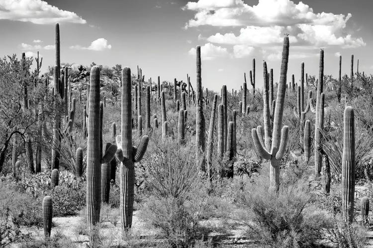 Black Arizona Series - Saguaro Cactus Forest