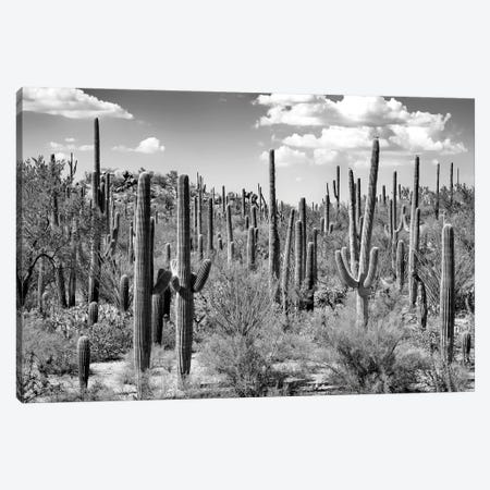 Black Arizona Series - Saguaro Cactus Forest Canvas Print #PHD1496} by Philippe Hugonnard Art Print