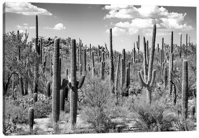 Black Arizona Series - Saguaro Cactus Forest Canvas Art Print - Saguaro National Park Art