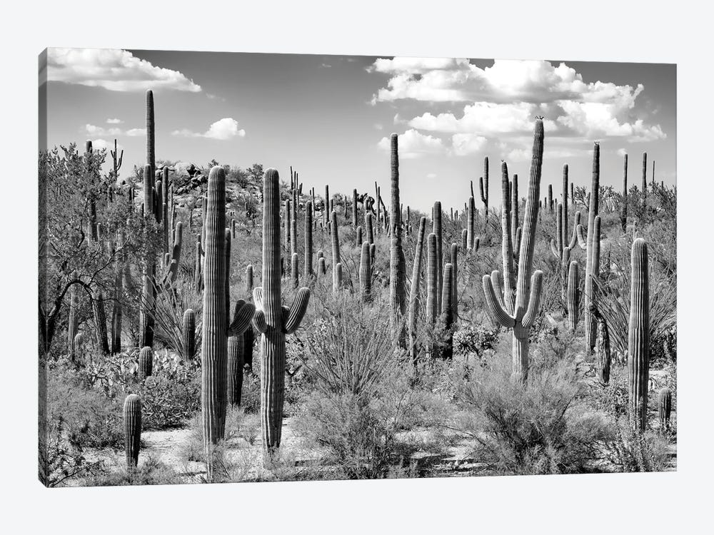 Black Arizona Series - Saguaro Cactus Forest by Philippe Hugonnard 1-piece Canvas Artwork