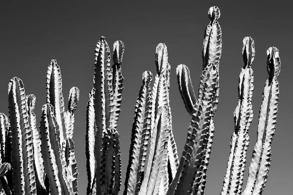 Cactus Top