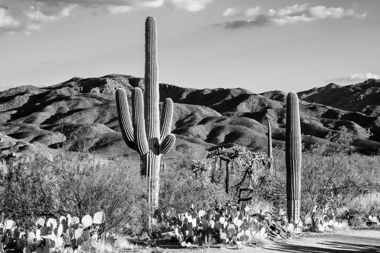 Black Arizona Series - Tucson Desert Cactus by Philippe Hugonnard wall art