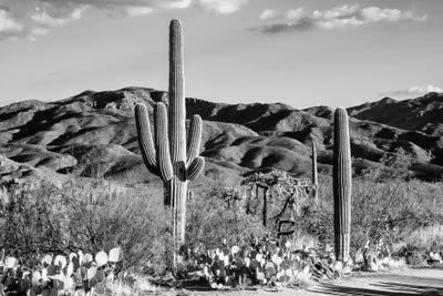 Tucson