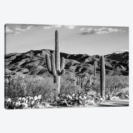 Black Arizona Series - Tucson Desert Cactus Canvas Print #PHD1499} by Philippe Hugonnard Canvas Wall Art