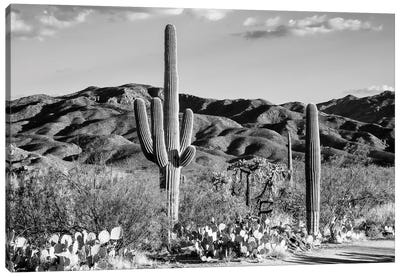 Black Arizona Series - Tucson Desert Cactus Canvas Art Print - Arizona