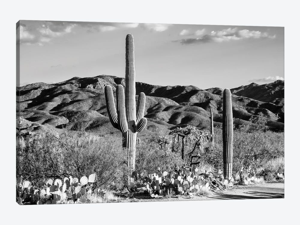 Black Arizona Series - Tucson Desert Cactus by Philippe Hugonnard 1-piece Canvas Print