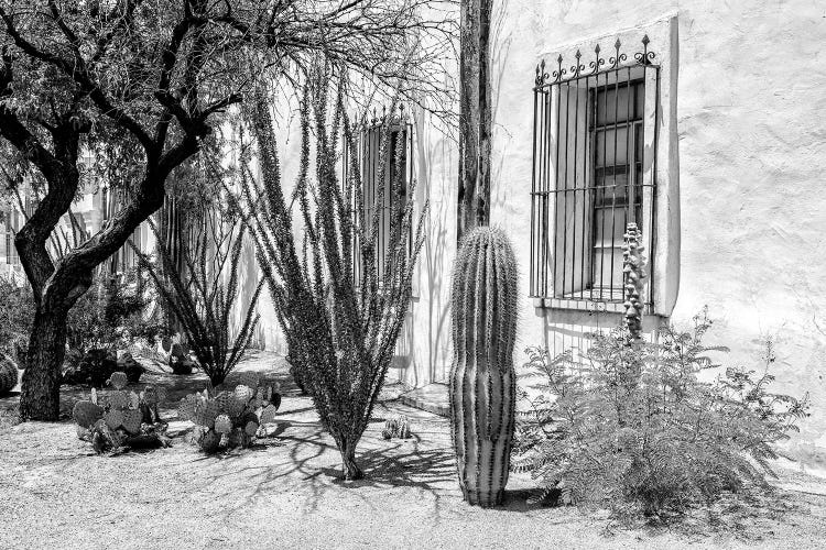 Black Arizona Series - Beautiful Desert Plants