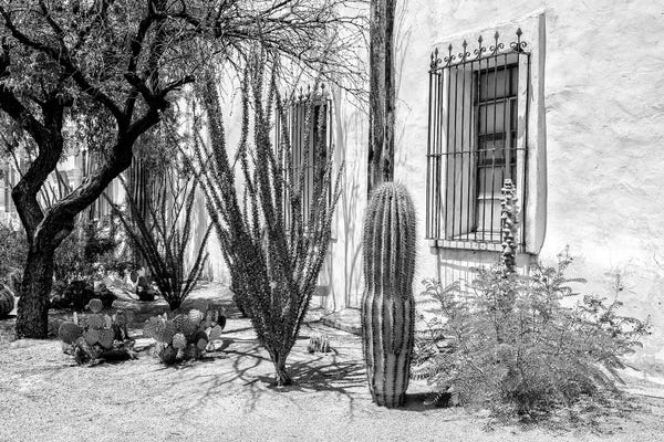 Beautiful Desert Plants