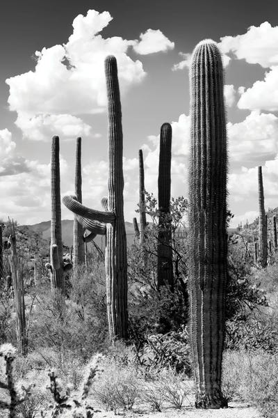 The Cactus by Philippe Hugonnard canvas print