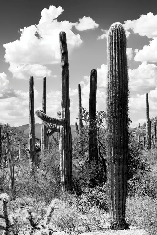 Black Arizona Series - The Cactus