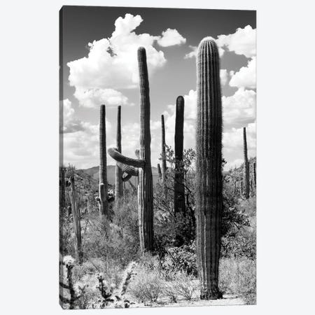 Black Arizona Series - The Cactus Canvas Print #PHD1502} by Philippe Hugonnard Canvas Artwork