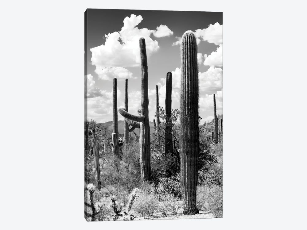 Black Arizona Series - The Cactus by Philippe Hugonnard 1-piece Canvas Art