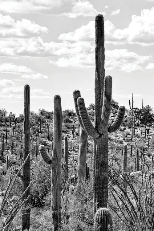 Black Arizona Series - Tucson Cactus