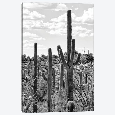 Black Arizona Series - Tucson Cactus Canvas Print #PHD1505} by Philippe Hugonnard Canvas Print