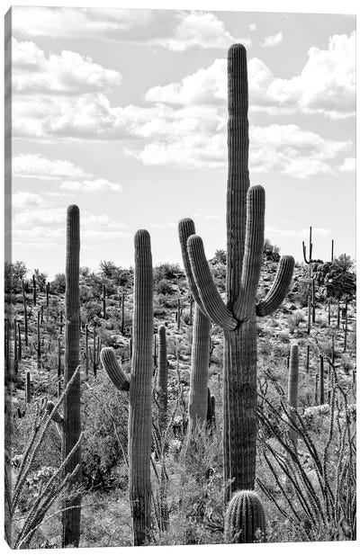 Black Arizona Series - Tucson Cactus Canvas Art Print - Tucson Art