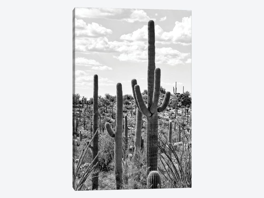 Black Arizona Series - Tucson Cactus by Philippe Hugonnard 1-piece Canvas Print