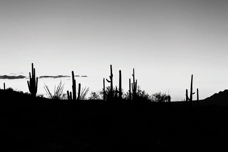 Black Arizona Series - Sunset Cactus Skyline