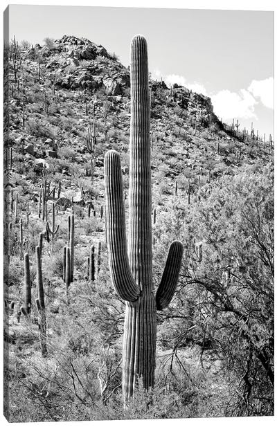 Black Arizona Series - Cactus Hill Canvas Art Print - All Black Collection