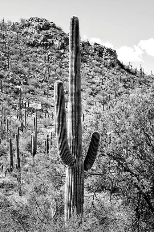 Black Arizona Series - Cactus Hill