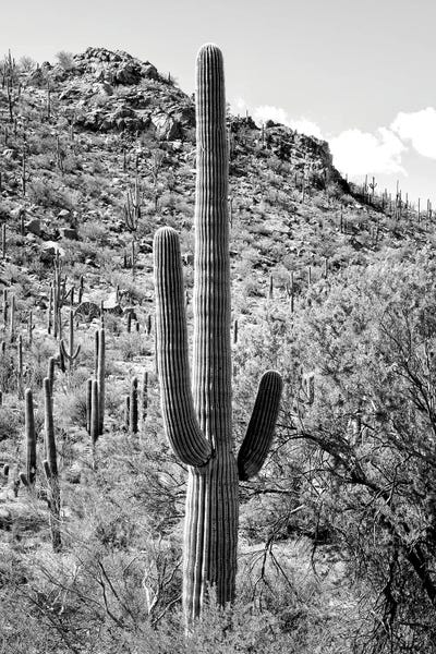 Arizona: Cactus Hill by Philippe Hugonnard