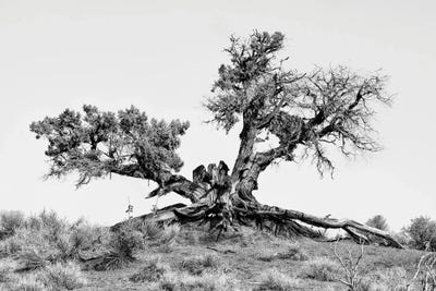 Black Arizona Series - Desert Tree by Philippe Hugonnard canvas print