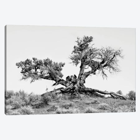 Black Arizona Series - Desert Tree Canvas Print #PHD1515} by Philippe Hugonnard Canvas Wall Art