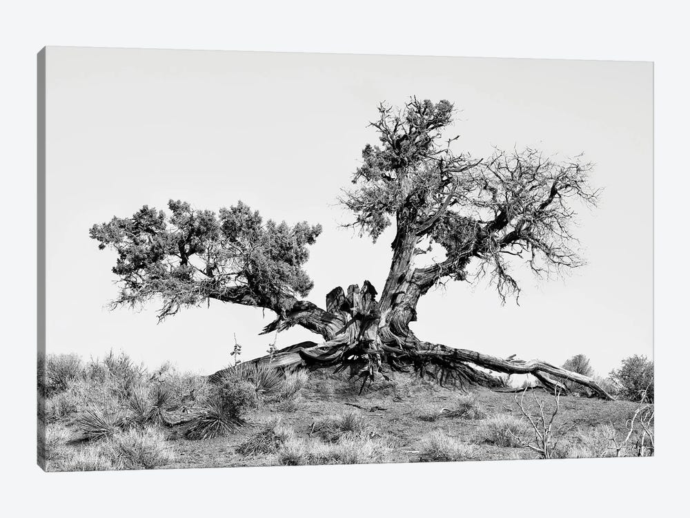 Black Arizona Series - Desert Tree by Philippe Hugonnard 1-piece Canvas Art