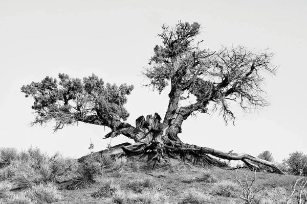 Black Arizona Series - Desert Tree