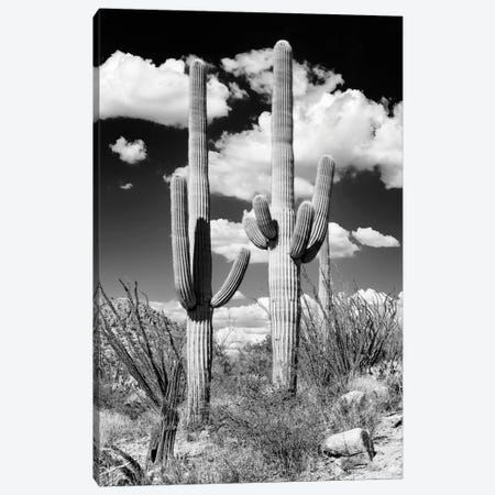 Black Arizona Series - Two Saguaro Cactus Canvas Print #PHD1517} by Philippe Hugonnard Canvas Art